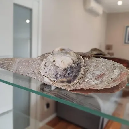 Bird View Carlissima